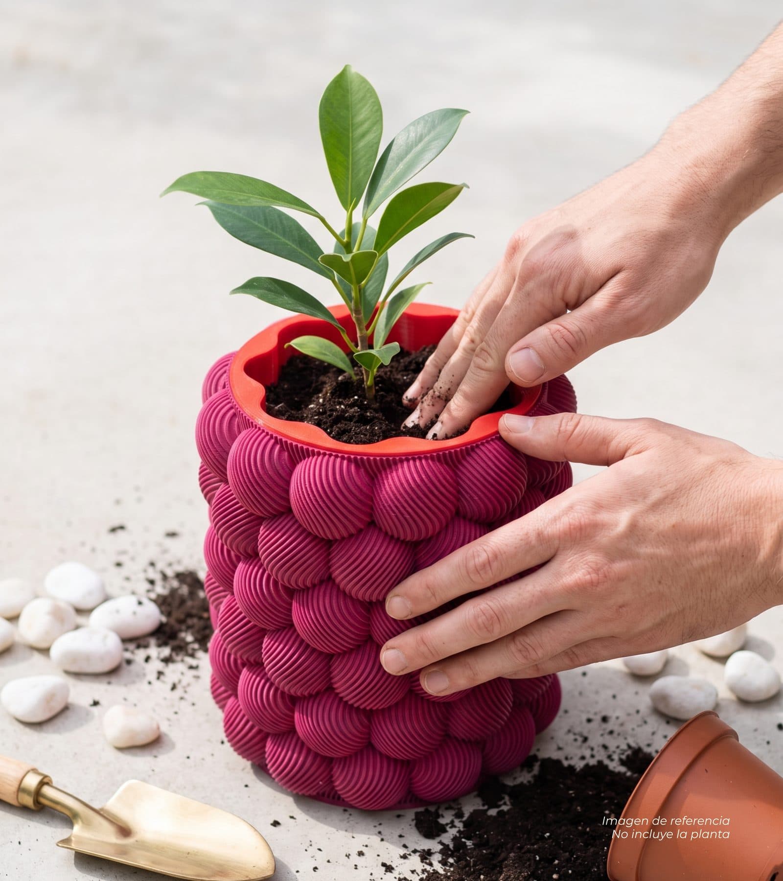 Manos sembrando una planta en la matera Casemira