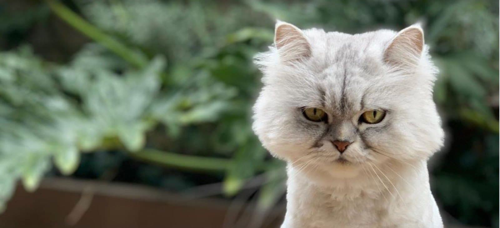 Gato persa blanco mirando a la cámara entre plantas
